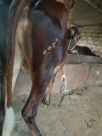 थंबनेल 3