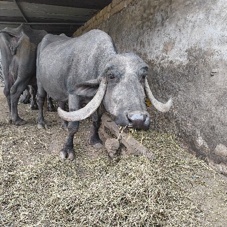 ભેસ વેચવાની છે