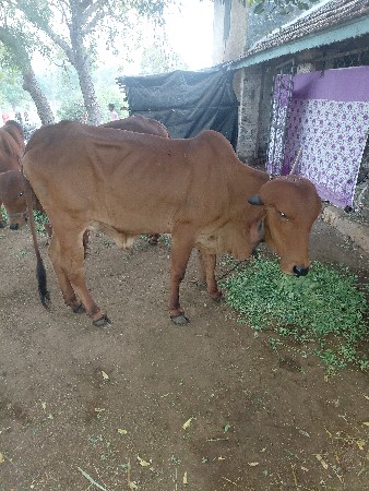 gir Hodhki  aapvani che