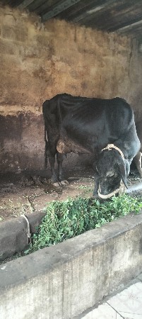 थंबनेल 3