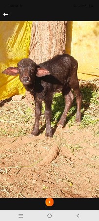 ભેંસ વેચવાની છે