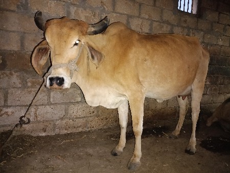 ગાય વેચવાની છે.