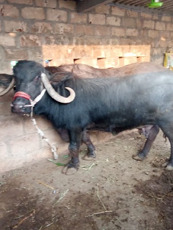 ભેસ વેસવાની સે