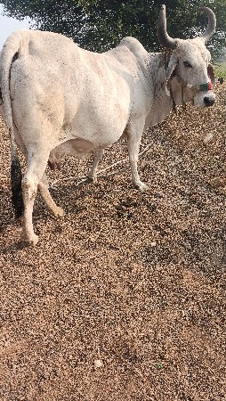 थंबनेल 3