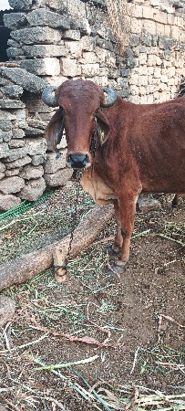 थंबनेल 3