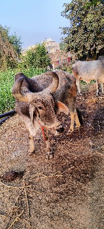 थंबनेल 3