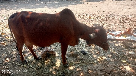 દેશી દેવાની છે ગામ