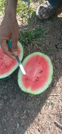 તરબુચ વેસવાના છે