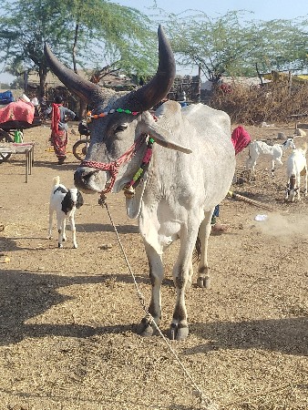 બદલાવ વેચવાના છે બદલા વેચવાના છે