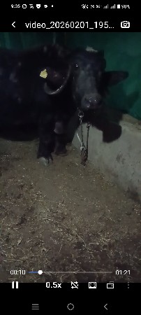 15 દિવસની કાચી