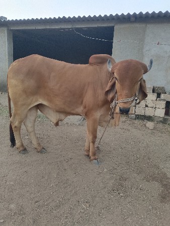 થંબનેલ 2