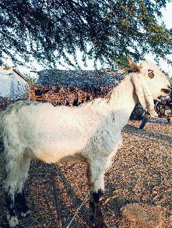 ત્રણ બોકડા વેચવાના છે