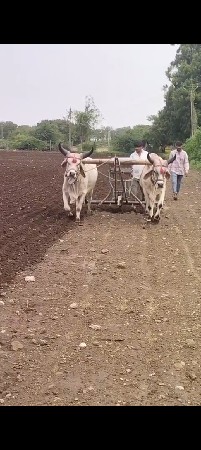 બળદ વેચવાના છે