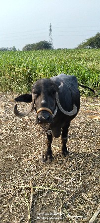 ભેંસ વેચવાની છે