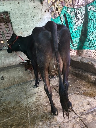 એચ. એફ. ગાય વેચવાની છે