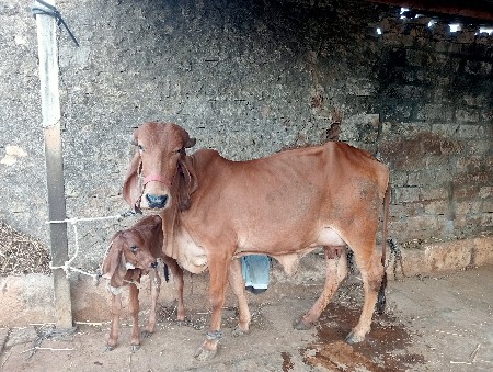 ગાય પેલું વેતર