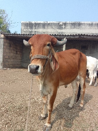 थंबनेल 2