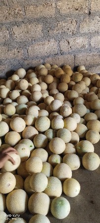 ટેટી વેચવાની છે