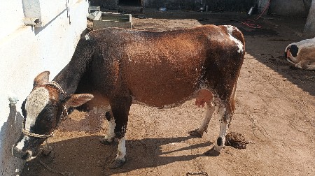 ગાય વેચવાની છે