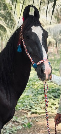ધોડો વેચવા નો છે ફુલેકા નો ચાલુ