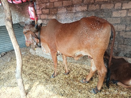 1 મહીના ની કાશી છે