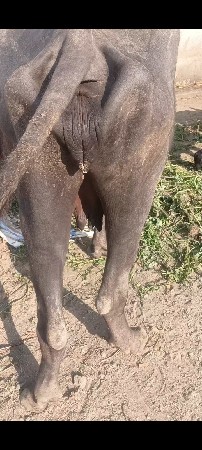 ખળેલી વેચવાની છે