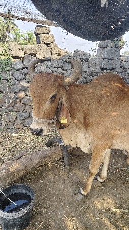 ગાય વેચવાની છે.