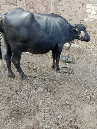 थंबनेल 2