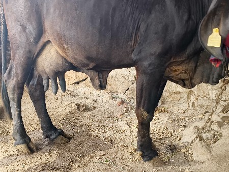 थंबनेल 3