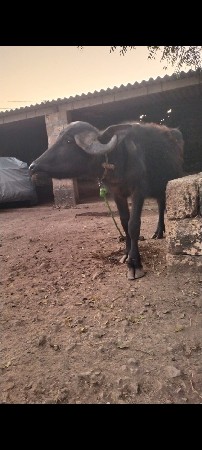 ડોઢવરસનિછે