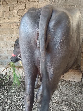 વેતર 2 15ની કાશી