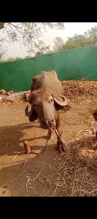 9723197610 ફોન કરો