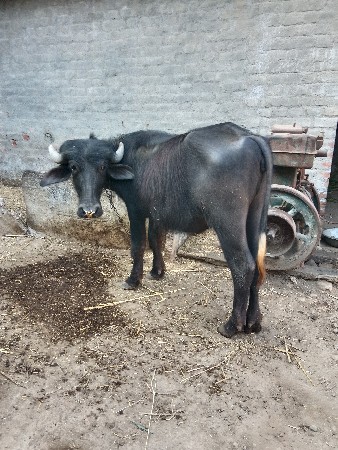 थंबनेल 3