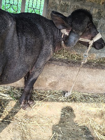 થંબનેલ 2