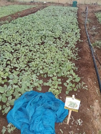 રીંગણી નો રોપ