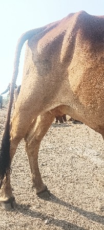 બીજુ વેતર