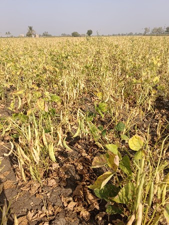 રાજમા નું બિયારણ