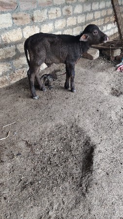 थंबनेल 3