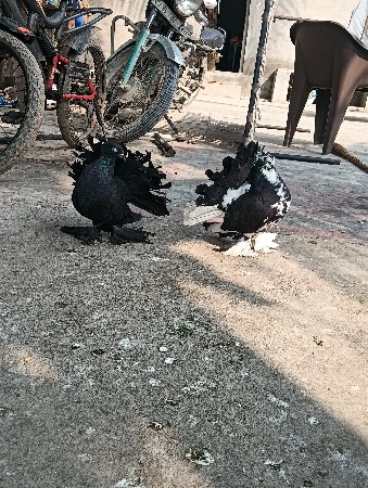 थंबनेल 3