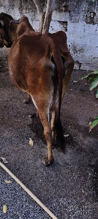 ગાય વેચવા ની છે.