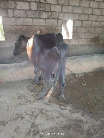 थंबनेल 3