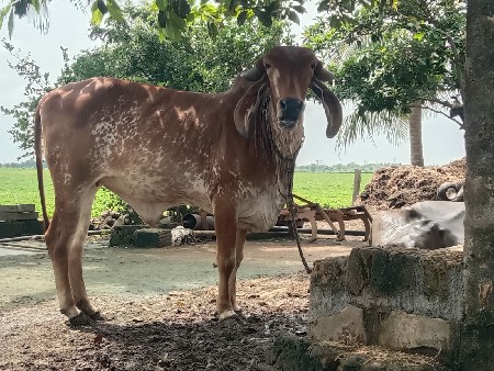ઓળખી વેચવાની છે