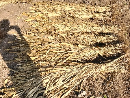 જુવારની સાર વેચવાની છે