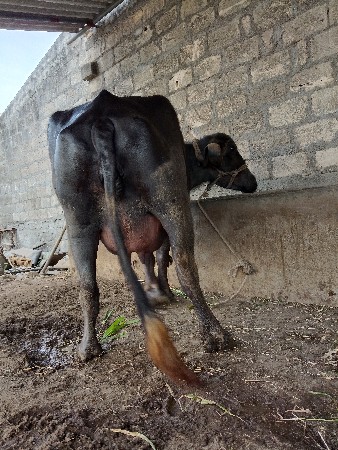 ભેંસ વેચવાની છે