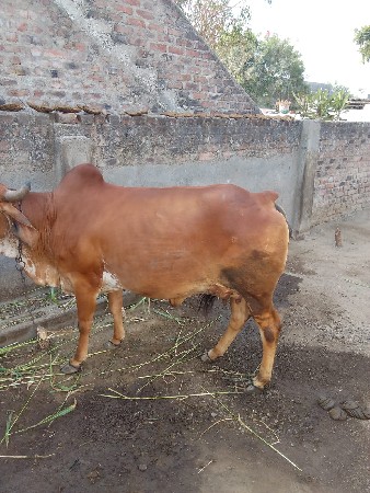 ગાય વેચવાની છે