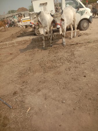 थंबनेल 3