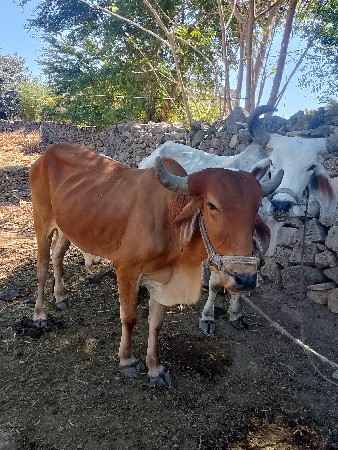 ગોઠલાવેશવાનાછે