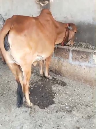 ગાય વેચવાની છે..