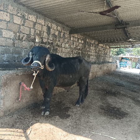 थंबनेल 3