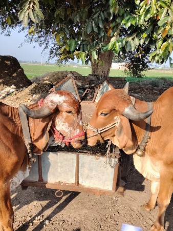 વેચવા ના